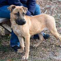 Thumbnail photo of BLUE #4