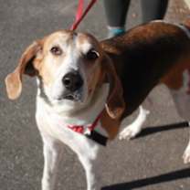 Thumbnail photo of Stallone #1