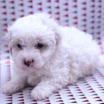 Thumbnail photo of Powder #1