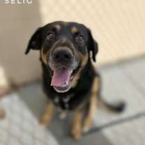 Thumbnail photo of Selig #1