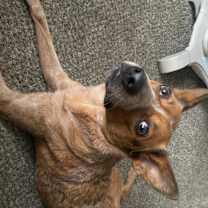 Thumbnail photo of Callie #2