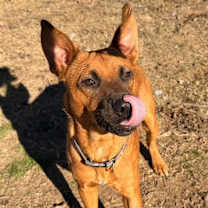 Thumbnail photo of Buck KA #2