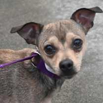 Thumbnail photo of Chip #1