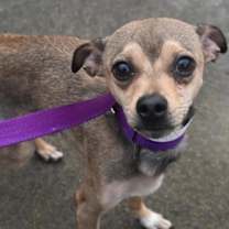 Thumbnail photo of Chip #2