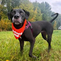 Thumbnail photo of Sookie #1