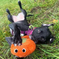 Thumbnail photo of Sookie #3