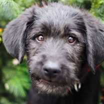 Thumbnail photo of Kranz #1