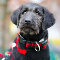 Thumbnail photo of Kranz #3