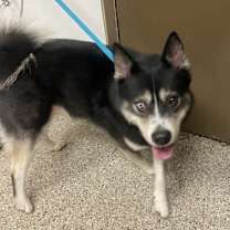 Thumbnail photo of Kachow #3