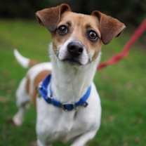 Thumbnail photo of Rooney #1