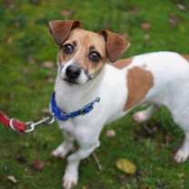 Thumbnail photo of Rooney #2