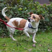 Thumbnail photo of Rooney #3