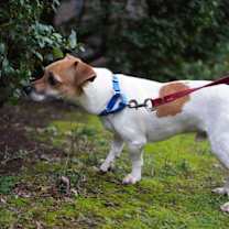 Thumbnail photo of Rooney #4