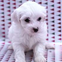 Thumbnail photo of Snowflake #1