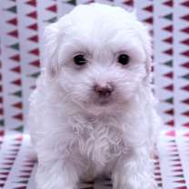 Thumbnail photo of Snowflake #2