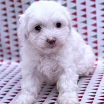 Thumbnail photo of Snowflake #3