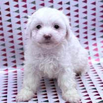 Thumbnail photo of Snowflake #4