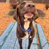 Thumbnail photo of Turtle #4