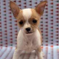 Thumbnail photo of Flower #1