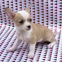 Thumbnail photo of Flower #3