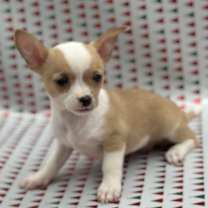 Thumbnail photo of Flower #4