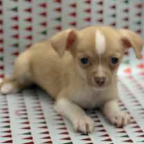 Thumbnail photo of Root #1