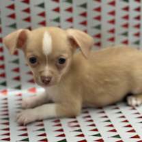 Thumbnail photo of Root #2