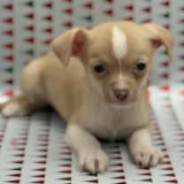 Thumbnail photo of Root #3