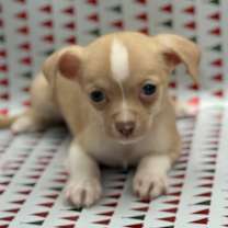 Thumbnail photo of Root #4