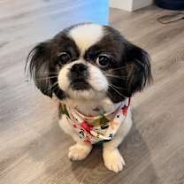 Thumbnail photo of Comet #1