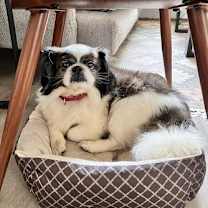 Thumbnail photo of Comet #2