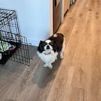 Thumbnail photo of Comet #3