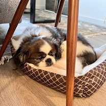 Thumbnail photo of Comet #4