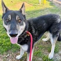 Thumbnail photo of Teddy #2