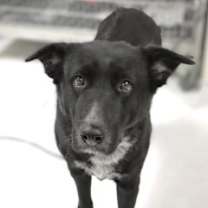 Thumbnail photo of Milo #3