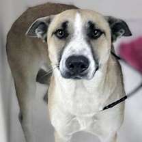 Thumbnail photo of Cinnamon Twist* #3