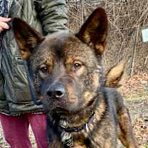 Thumbnail photo of Louie #1