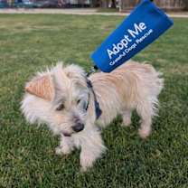 Thumbnail photo of Muppet #3