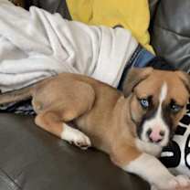 Thumbnail photo of Bodie #3