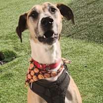 Thumbnail photo of Winston #4