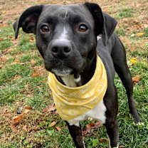 Thumbnail photo of Lilo #1