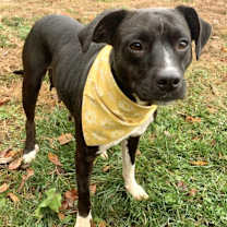 Thumbnail photo of Lilo #3