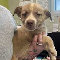 Thumbnail photo of Skittles (NY-Shari) #3