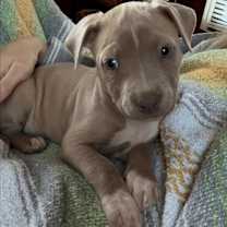 Thumbnail photo of Rosebud #1