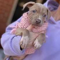 Thumbnail photo of Rosebud #2