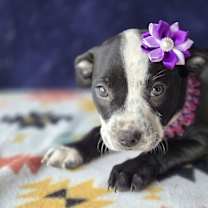 Thumbnail photo of Molly (Mx3 Litter) #1