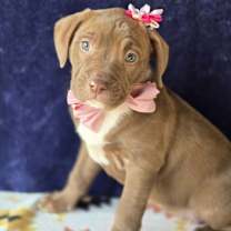 Thumbnail photo of Milly (Mx3 Litter) #1