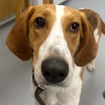 Thumbnail photo of Riley #1