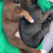 Thumbnail photo of (dy) Crystal #2