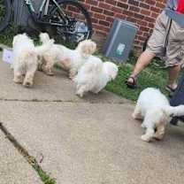 Thumbnail photo of D128 Litter Big Mac aka Max #2